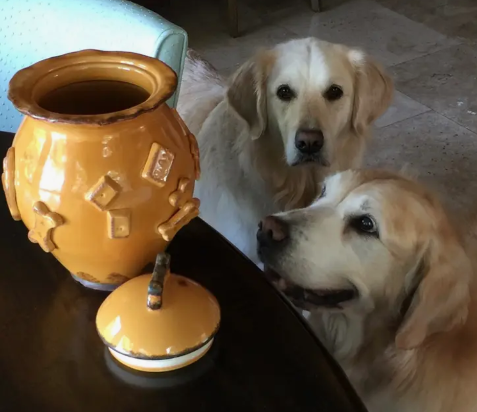 Carmel Ceramica Dog Treat Jar  - "Aqua/Green"
